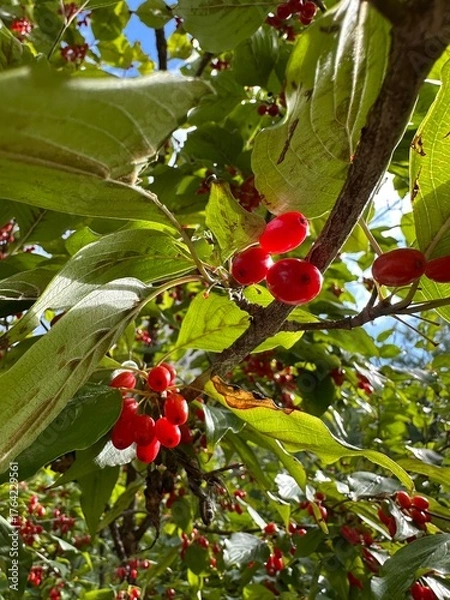 Fototapeta 보리수 열매