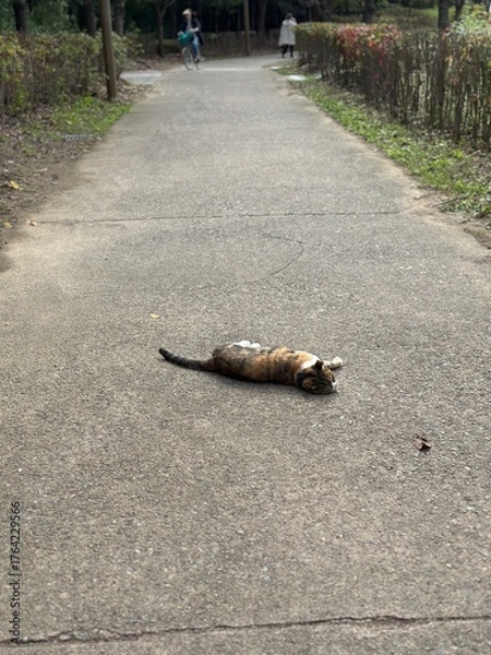 Fototapeta 길고양이