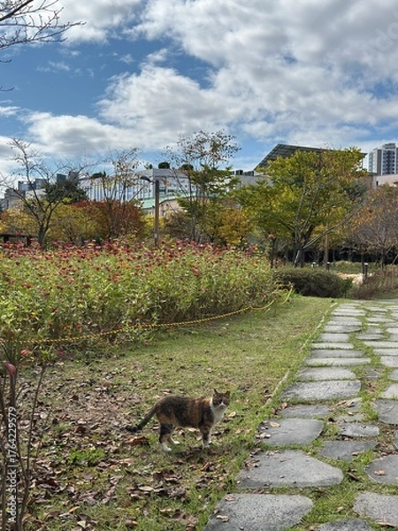 Fototapeta 길고양이