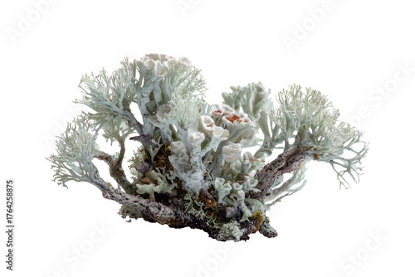 Fototapeta Close-up of a lichen, light gray, branching, textured