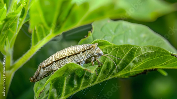 Obraz Insect on green leaf