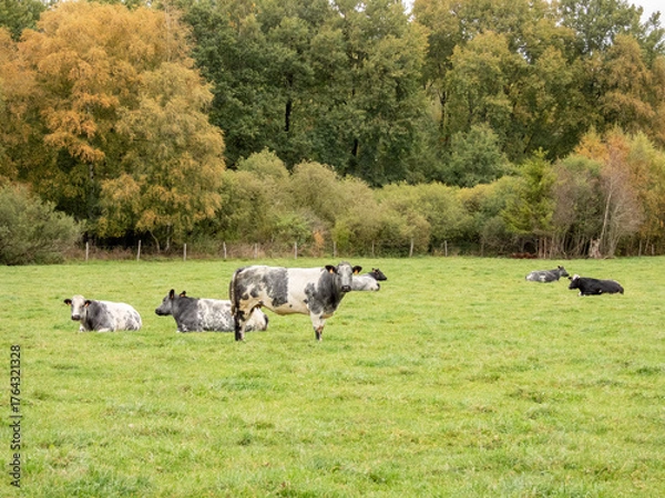 Fototapeta blanc blue belge cows in a meadow in autumn