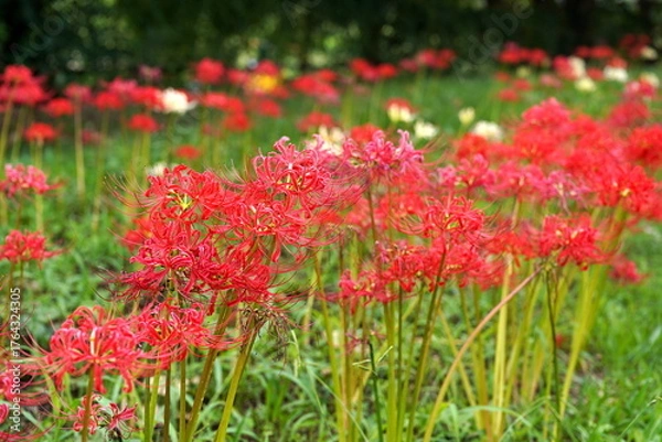 Fototapeta 緑の草むらの中で放射状に細い花びらを広げる赤色の彼岸花が群生して咲き乱れる日本の秋の風景
