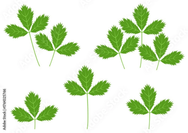 Fototapeta 色々なミツバのイラストのセット
