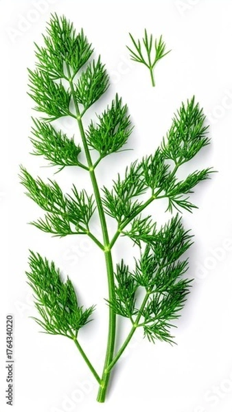 Fototapeta Fresh Dill Herb - Aromatic Green Sprig on White Background.
