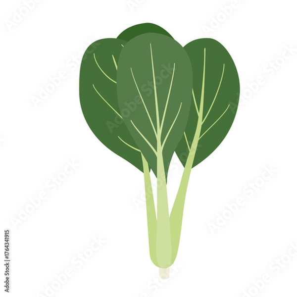 Obraz 小松菜のシンプルなイラスト