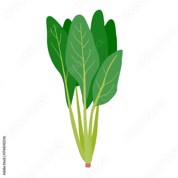 Obraz ほうれん草のシンプルなイラスト