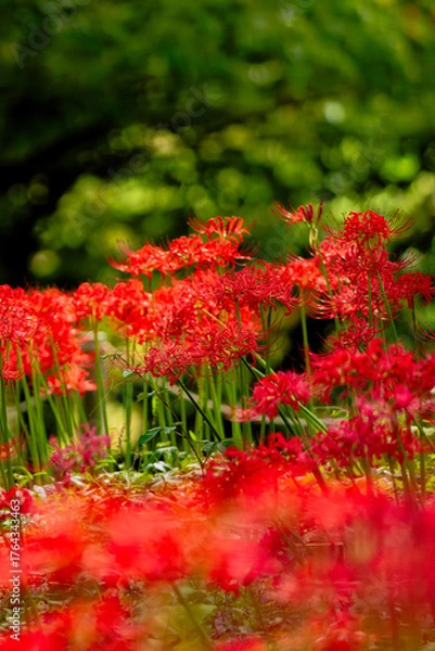 Obraz 群生する彼岸花
