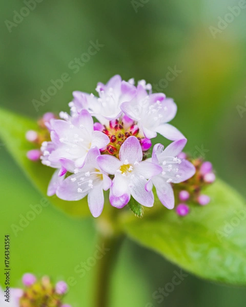 Obraz 可憐に咲くミゾソバの花
