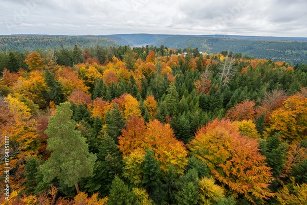 Fototapeta Baumwipfelpfad Schwarzwald in Autumn, Walking Above the Golden Forest