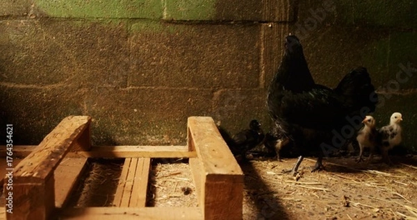 Fototapeta Standing black hen guarding three speckled chicks in barn, with perch and straw floor, copy space