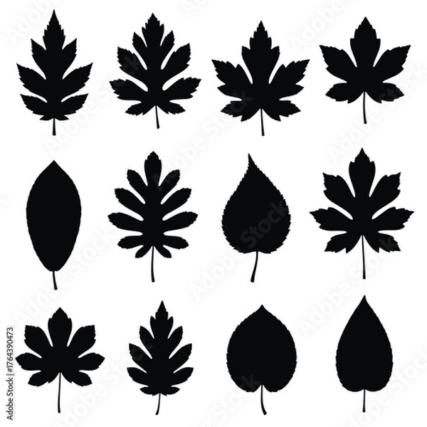 Obraz Silhouette Collection of Diverse Leaf Shapes for Design Elements.