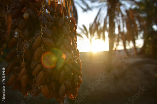 Obraz Golden Tunisian dates and morning light