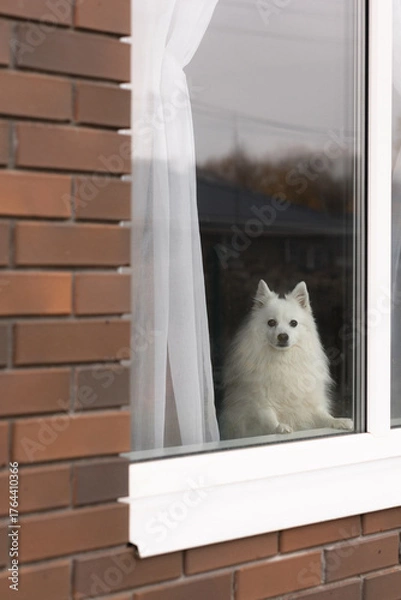 Fototapeta Lonely white dog dog looks out the window. Separation anxiety, fear of loneliness