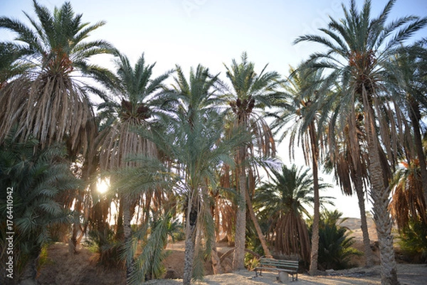 Obraz Sunset light filtering through palm trees Tunisia