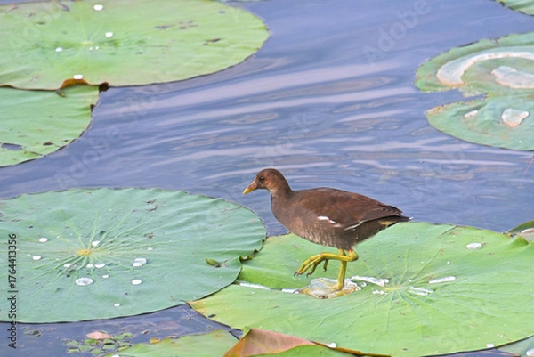 Fototapeta ハスの葉の上を歩くバンの幼鳥
