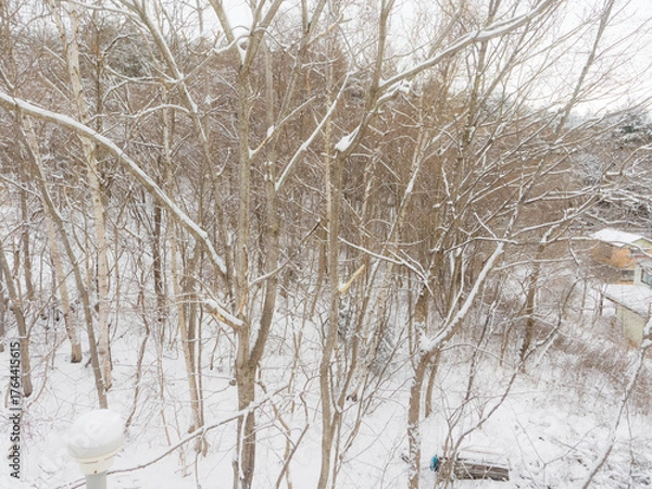 Fototapeta 二階から雪の積もった森を見る