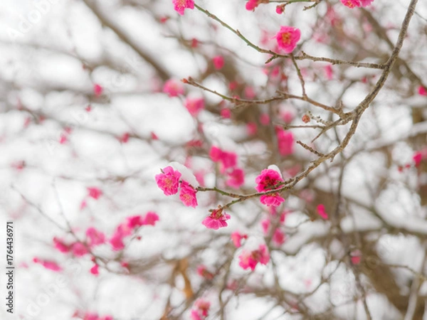Fototapeta 梅に雪が積もった風景