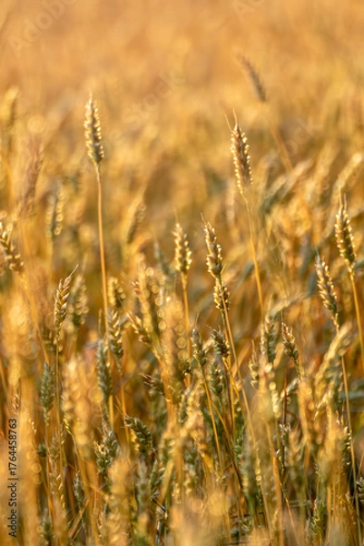 Fototapeta Wheat spikes in golden sunlight field with soft blurred field vertical view