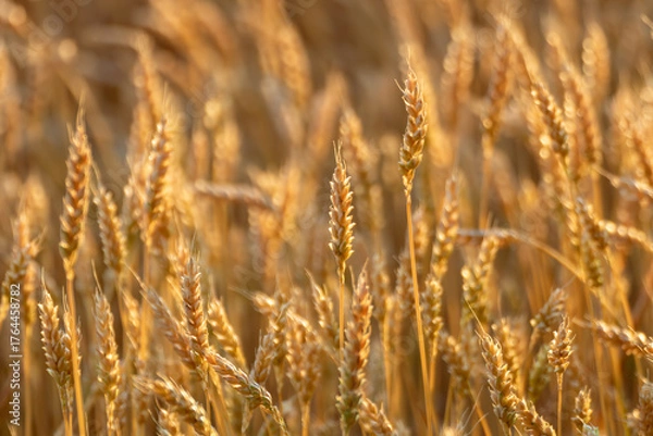 Fototapeta Golden ripe wheat crops textures on sunny field with blurry background