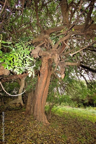 Fototapeta alfarrobeira