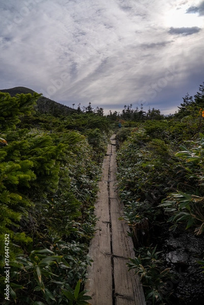 Obraz A Hiker on the Wooden Boardwalk Through a Wet Mountain Trail, Surrounded by Shrubs and Conifers on Mount Hakkoda (Aomori)