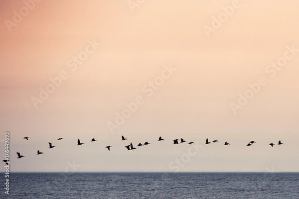 Obraz birds flying sunset sky