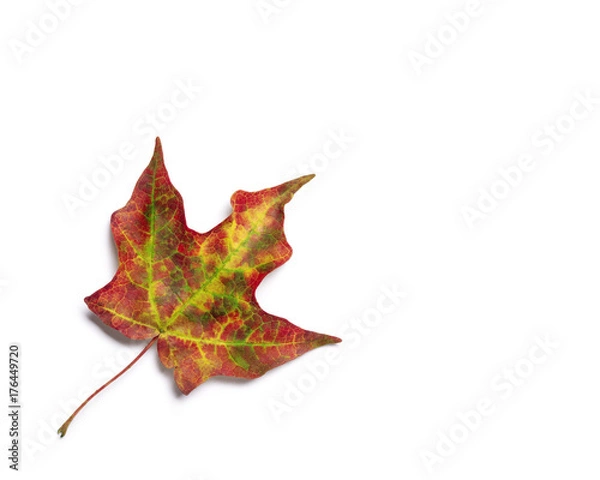 Fototapeta Brilliant fall colors on an autumn maple tree leaf isolated on white background