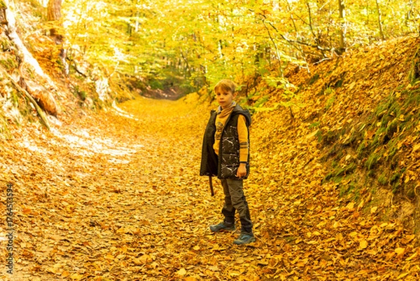 Fototapeta Ruins Helfenburk in Czech Republic, beautiful autumn castle with colorful trees, fall