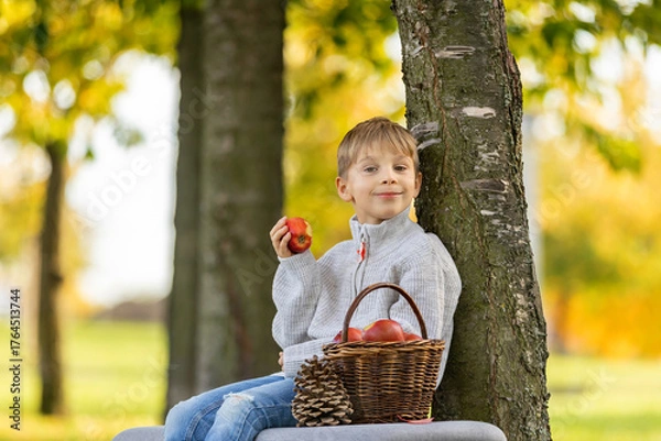 Fototapeta Adorable little child, boy in park on autumn day, beautiful sunny day, basket with apples