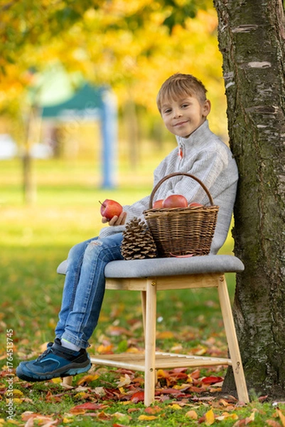 Fototapeta Adorable little child, boy in park on autumn day, beautiful sunny day, basket with apples