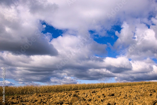 Obraz beautiful clouds in the blue sky over a cornfield