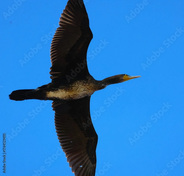 Obraz cormorant in flight