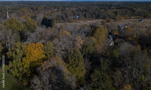 Obraz aero view to autumn forest