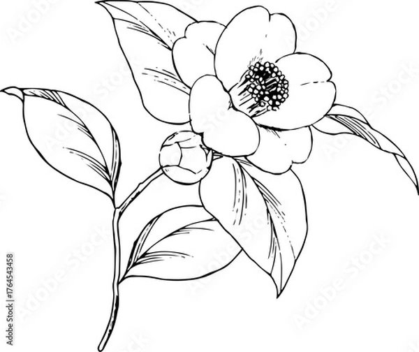 Fototapeta ペンで描いた椿のイラスト