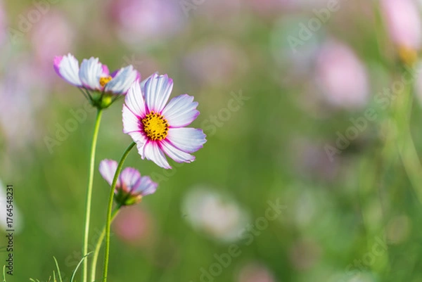 Fototapeta 夏の陽射しに輝くピンクと白のコスモスの花