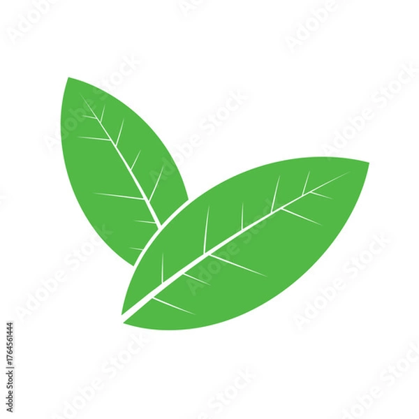 Fototapeta Two Green Leaves with Visible Veins, Symbolizing Nature and Growth.