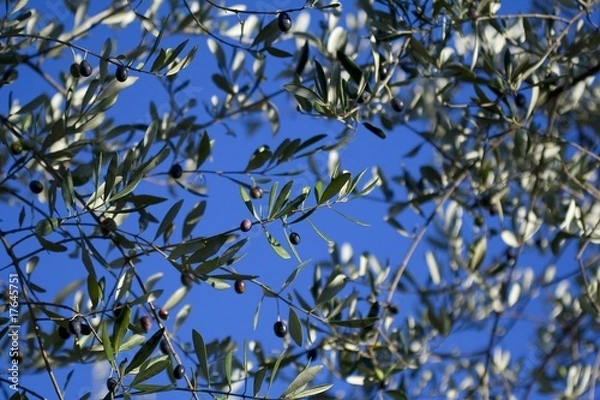 Fototapeta Olive trees