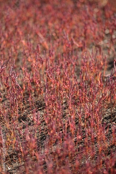 Obraz サンゴ草のクローズアップ
