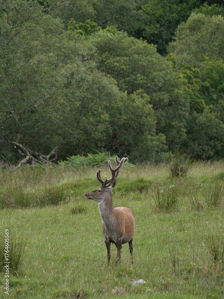 Obraz deer in the forest