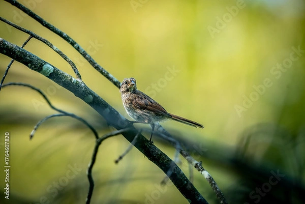 Fototapeta Sparrow bird on a branch