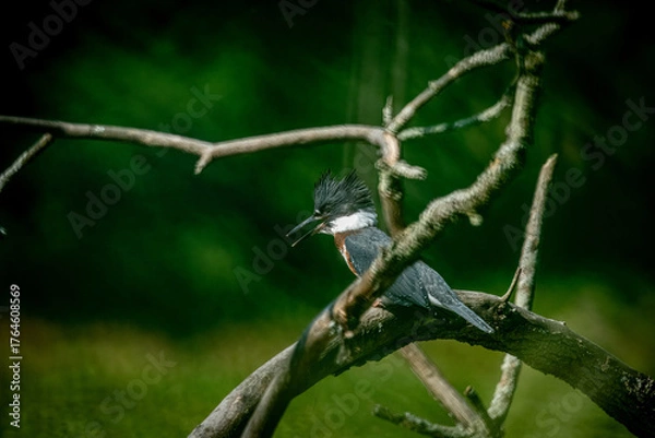 Fototapeta Kingfisher bird on a branch