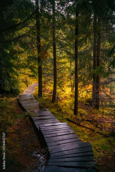 Fototapeta Wooden path in fantasy and dark autumn forest with the best mystic atmosphere in the north of Bohemia, in Jizera mountains. Like a path to fairy tale.