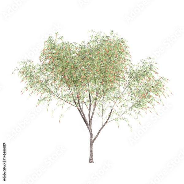 Fototapeta 3D rendering of Weeping Bottle brush tree on transparent background