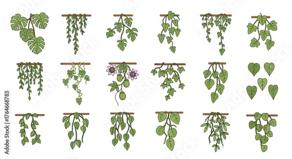 Fototapeta Green vines hang from wooden supports various leaf shapes and one with flowers