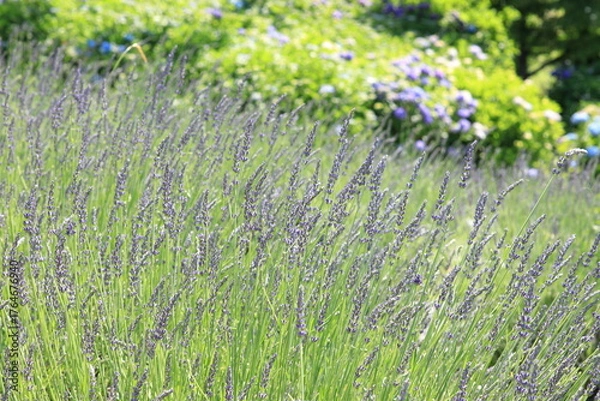 Fototapeta 満開のラベンダー