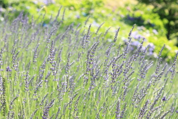Fototapeta 満開のラベンダー