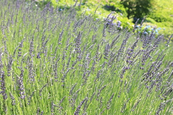 Fototapeta 全盛期のラベンダー