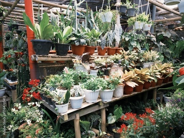 Obraz Various ornamental plants displayed on a stall in Pasar Kopeng market in Magelang, Indonesia.