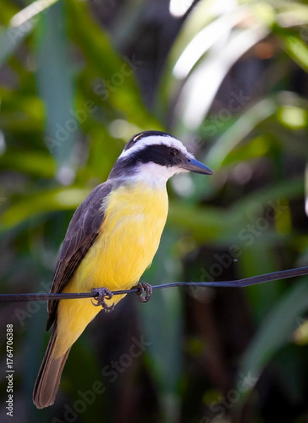 Fototapeta Great Kiskadee (Pitangus sulphuratus) Bird on Wire, Vibrant Yellow Plumage, Nature in Brazil